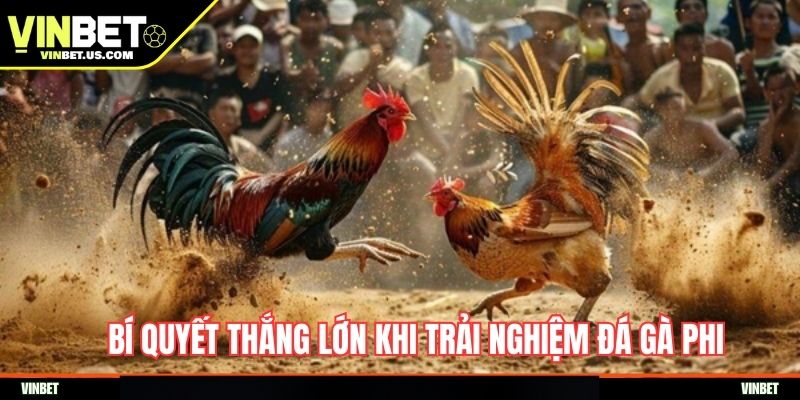 Bí quyết thắng lớn khi trải nghiệm đá gà Phi