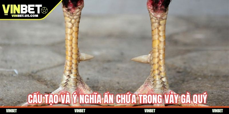 Cấu tạo và ý nghĩa chứa trong vảy gà quý