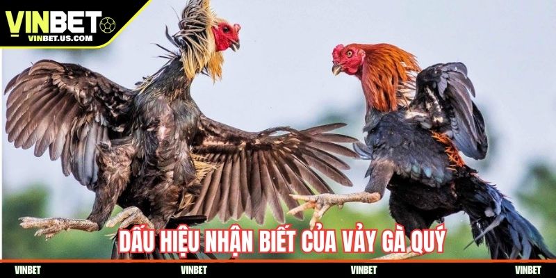 Dấu hiệu nhận biết của vảy gà quý