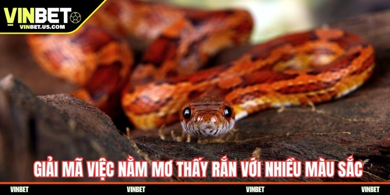 Giải mã việc nằm mơ thấy rắn với nhiều màu sắc