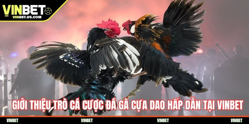 Giới thiệu trò cá cược đá gà cựa dao hấp dẫn tại Vinbet