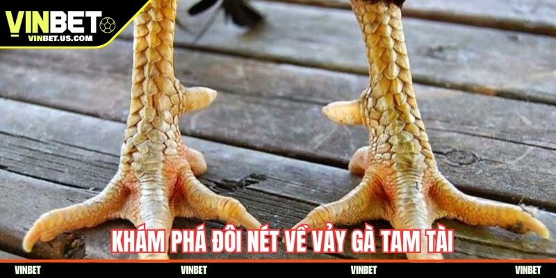 Khám phá đôi nét về vảy gà tam tài