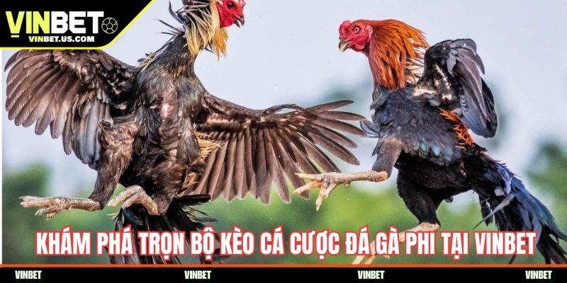 Khám phá trọn bộ kèo cá cược đá gà Phi tại Vinbet