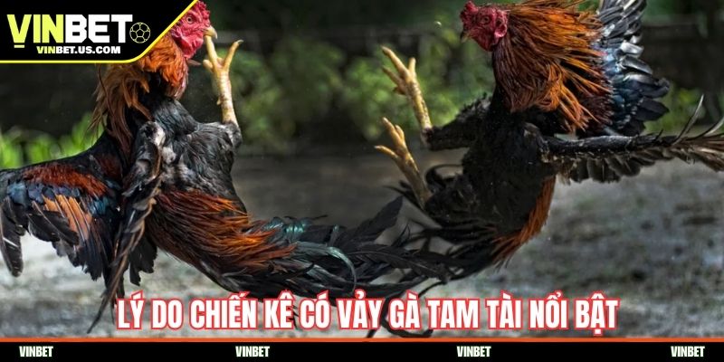 Lý do chiến kê có vảy gà tam tài nổi bật