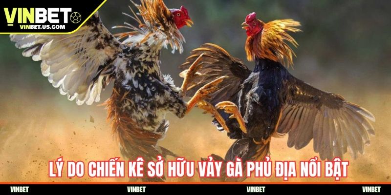 Lý do chiến kê sở hữu vảy gà phủ địa nổi bật