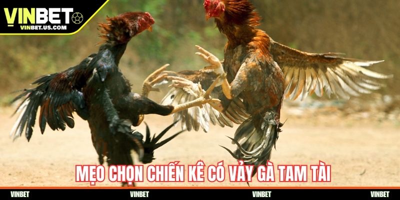 Mẹo chọn chiến kê có vảy gà tam tài