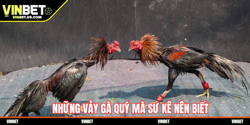 Những vảy gà quý mà sư kê nên biết