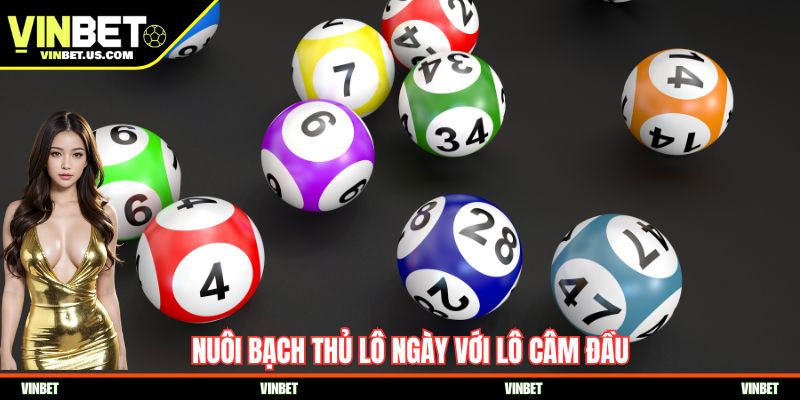 Nuôi bạch thủ lô ngày với lô câm đầu
