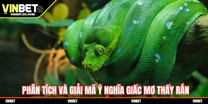 Phân tích và giải mã ý nghĩa giấc mơ thấy rắn