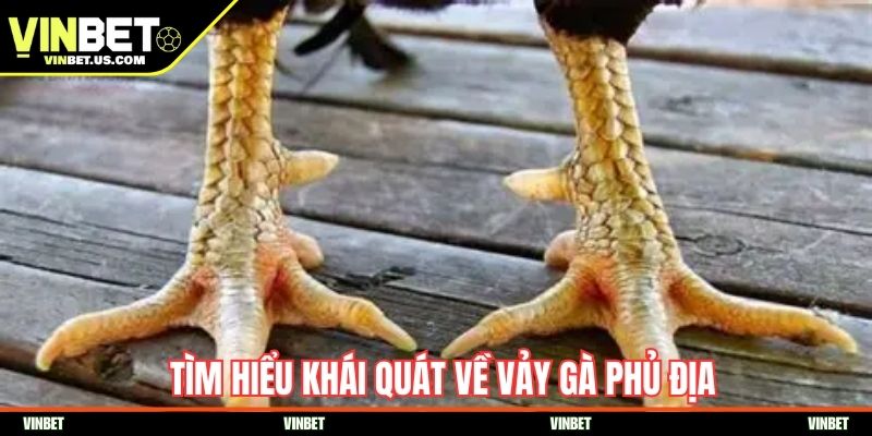 Tìm hiểu khái quát về vảy gà phủ địa