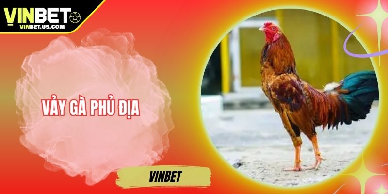 Vảy Gà Phủ Địa – Chọn Chiến Kê Chuẩn Cùng Nhà Cái Vinbet