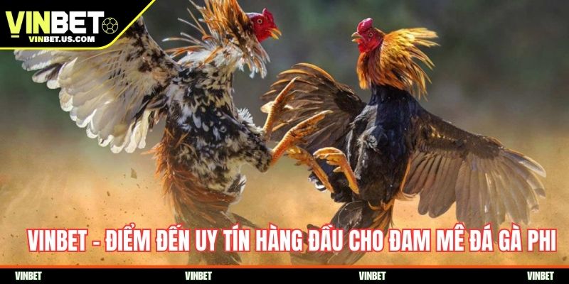 Vinbet – Điểm đến uy tín hàng đầu cho đam mê đá gà Phi