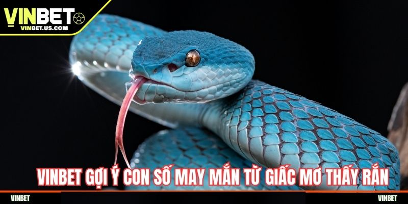 Vinbet gợi ý con số may mắn từ việc nằm mơ thấy rắn